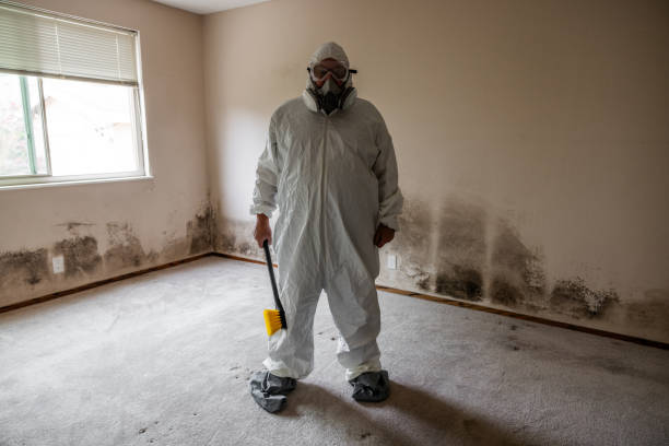 Mold Inspection, Removal & Remediation